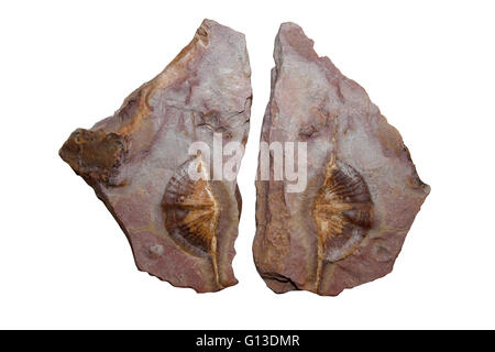 Fossile Brachiopod Spiriferida Foto Stock