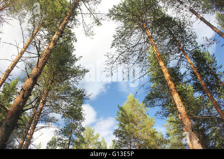 Vista verso l'alto in una foresta di pini in Dalarna, Svezia. Foto Stock