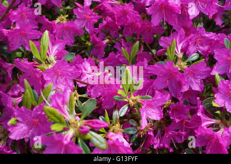 fiori di Azalea Foto Stock