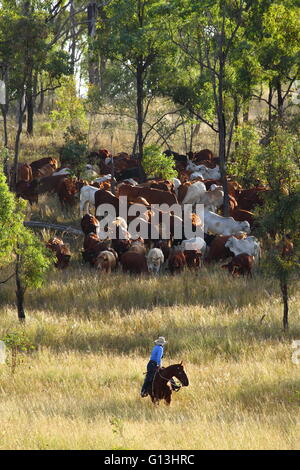 Un drover femmina conduce una folla di bestiame su "Stazione Eidsvold' vicino Eidsvold, Queensland, Australia durante una unità di bestiame. Foto Stock