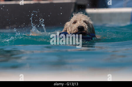 Golden doodle cane nuota con un giocattolo in una piscina in estate. Foto Stock