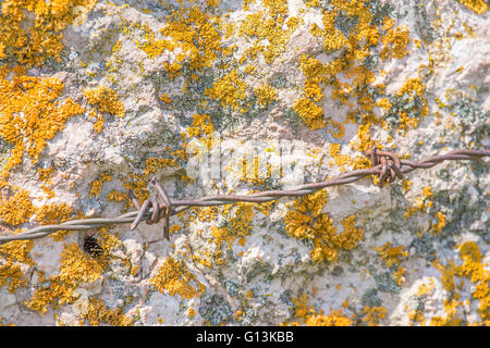 Close-up di pietra muro bianco con giallo moss e rusty il filo spinato Foto Stock