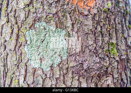 Close-up di tronco di albero con colorati licheni Foto Stock