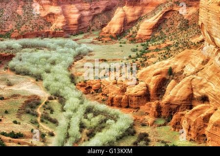 Inizio suggerimento di primavera nei boschetti di pioppi neri americani alberi in corrispondenza del fondo dell'Arizona Canyon De Chelly monumento nazionale. Foto Stock