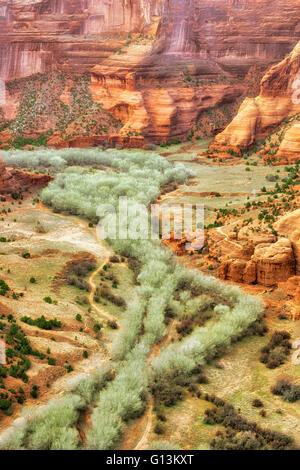 Inizio suggerimento di primavera nei boschetti di pioppi neri americani alberi in corrispondenza del fondo dell'Arizona Canyon De Chelly monumento nazionale. Foto Stock