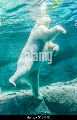 Orso polare (noto anche come Thalarctos Maritimus o Ursus maritimus) nuotare sotto l'acqua. Foto Stock