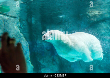 Orso polare (noto anche come Thalarctos Maritimus o Ursus maritimus) nuotare sotto l'acqua. Foto Stock