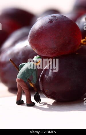 Persone in miniatura il prelievo di uve rosse Foto Stock