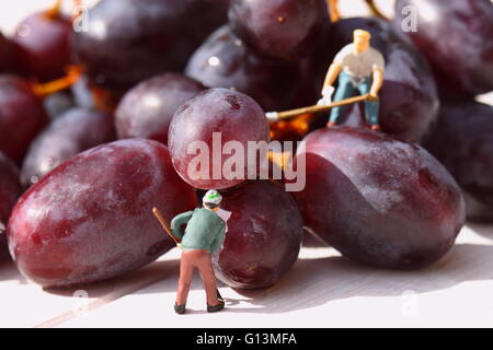 Persone in miniatura il prelievo di uve rosse Foto Stock