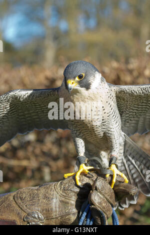 Addestrato il Falco Pellegrino (Falco peregrinus), usato nello sport della falconeria, sorge arroccato sul formatore di mano. Foto Stock