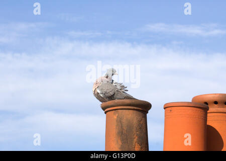 Un comune piccione appollaiato su un comignolo. Foto Stock