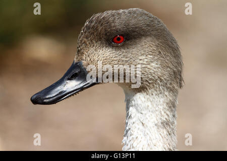 Nasello di Patagonia Crested Duck (Lophonetta specularioides) Foto Stock
