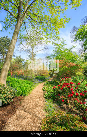 Sentiero ad RHS Gardens at Wisley, Surrey, Regno Unito in primavera con rossi rododendri e freschi Fogliame a molla Foto Stock