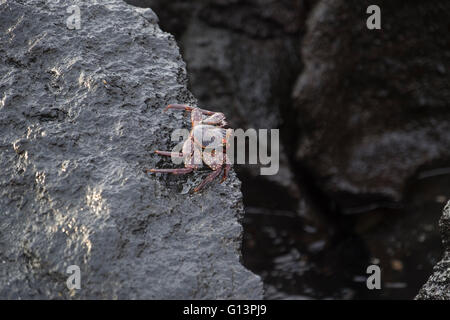 Sally Lightfoot Crab in isole Galapagos Foto Stock