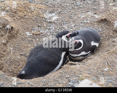 Due i pinguini di Magellano nidificazione insieme in un nido sull isola di Magdalena nello Stretto di Magellano vicino a Punta Arenas, Cile Foto Stock