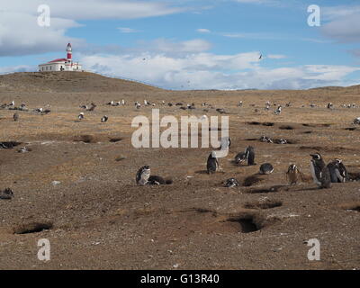 Magellanic colonia di Pinguini sulla isola di Magdalena, stretto di Magellano, Cile, con un faro ora un museo. Foto Stock