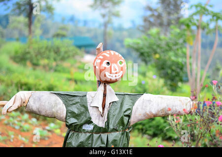 Lo Spaventapasseri in un Orto in Sri Lanka Foto Stock