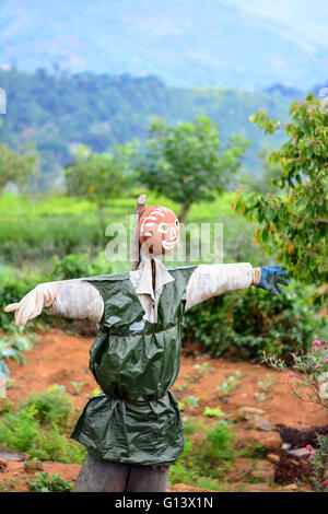 Lo Spaventapasseri in un Orto in Sri Lanka Foto Stock