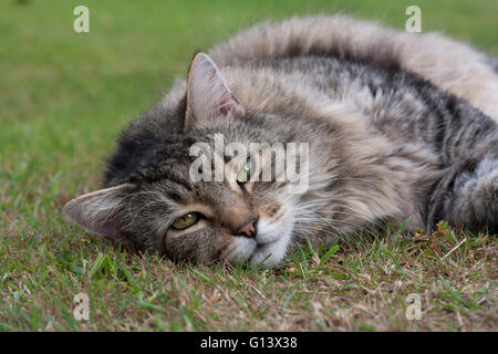 Domestico con i capelli lunghi Cat ritratto del singolo adulto in appoggio sull'erba Hampshire, Regno Unito Foto Stock