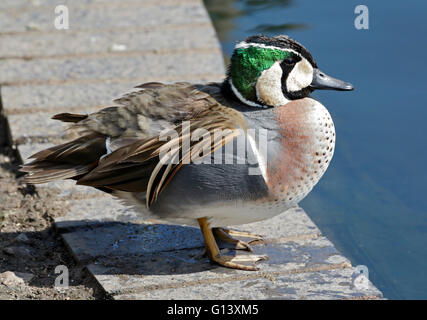 Baikal Teal (anas formosa) Foto Stock