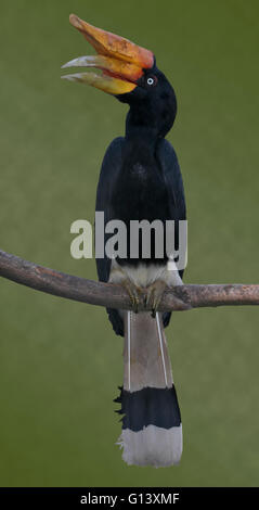 Rhinoceros Hornbill (buceros rhinoceros) femmina Foto Stock