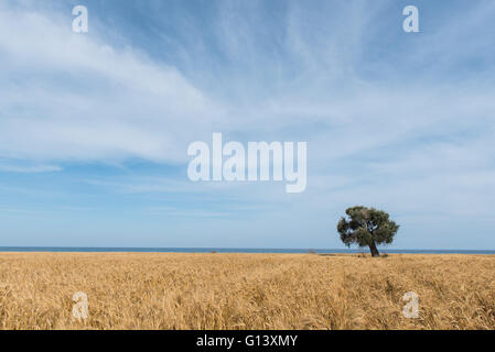 Lonely ulivo su un campo di grano vicino al mare con blu cielo nuvoloso Foto Stock