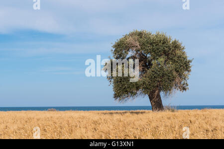Lonely ulivo su un campo di grano vicino al mare con blu cielo nuvoloso Foto Stock