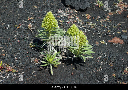 Aeonium vestitum pianta che cresce su ceneri vulcaniche e lapilli di vulcano Teneguia su La Palma Isole Canarie Spagna Foto Stock