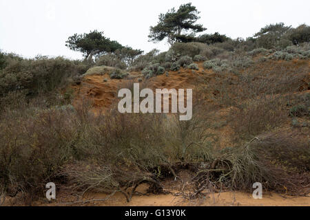 Effetti di erosione costiera, Bawdsey traghetto, Suffolk, Regno Unito. Foto Stock