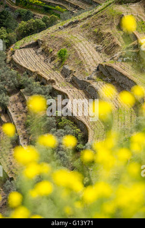 Colline di vigneti nel fiume valle del Douro, Portogallo Foto Stock