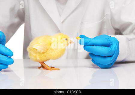 Piccolo giallo pollo getting pillola da veterinari mano su sfondo bianco Foto Stock