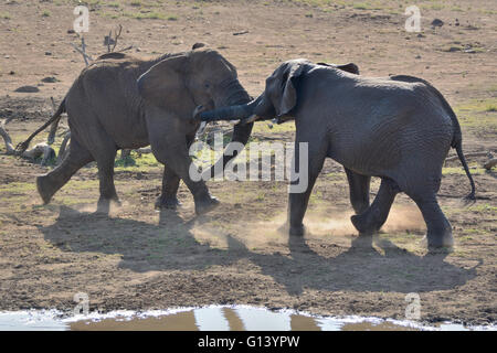 Elefante africano tori in una lotta per la superiorità in polvere secca di eh riverbed Foto Stock