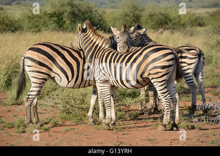 La Burchell zebra mostrando affetto per altri membri della mandria in appoggio sulla testa di ogni altri spalle Foto Stock