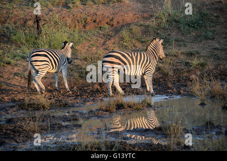 La Burchell zebra in corrispondenza di un foro per l'acqua nelle prime ore del mattino Foto Stock