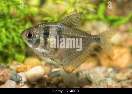 Nizza pesci di acquario dal genere Hyphessobrycon Foto Stock