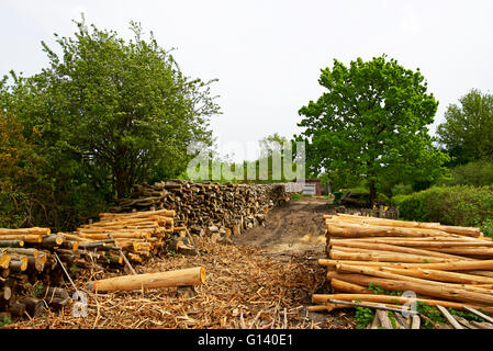 Woodyard a Fingringhoe Wick, un Essex Wildlife Trust riserva naturale vicino a Colchester, Essex, Inghilterra, Regno Unito Foto Stock