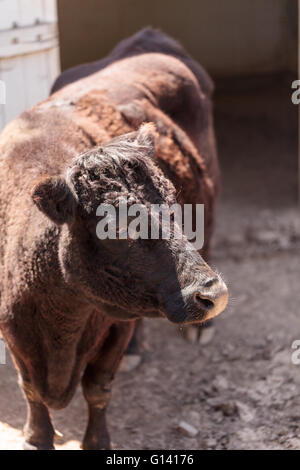 Trovato in Irlanda, la mucca Dexter Bos taurus è una razza rara ed è considerato il bestiame in miniatura. Foto Stock