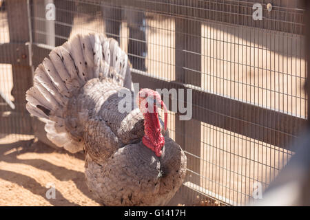 La Turchia domestico bird Meleagris gallopavo su una fattoria con i polli. Foto Stock