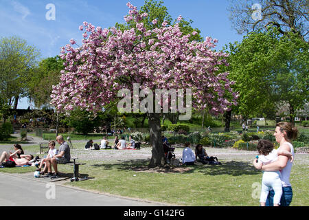 Wimbledon Londra,UK. 8 Maggio. In cerca di sole relax nel parco di Wimbledon su un caldo bruciante giorno come le temperature sono previsti a salire a 27 gradi celsius nella capitale Credito: amer ghazzal/Alamy Live News Foto Stock