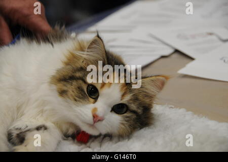 Londra, Regno Unito. 8 Maggio, 2016. Un gatto Siberiano rilassa, al 2016 National Pet Show. Credito: Dario Earl/Alamy Live News Foto Stock