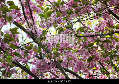 A nord di Londra, 8 maggio 2016 - la fioritura dei ciliegi in North London park. Credito: Dinendra Haria/Alamy Live News Foto Stock