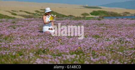 Dorset, Regno Unito. 8 Maggio, 2016. Una giovane donna ha trovato il modo incredibilmente colorata la campagna del Regno Unito può essere a questo tempo speciale dell'anno e quando il sole splendeva oggi (Sun) anche meglio! Laura Dean (26) foto godendo di ciascuno dei tre vivaci e brillanti visualizza situato, a poche miglia da casa sua a Weymouth, Dorset. Il 5 acri di moquette, mare rosa (parsimonia) sono accanto alla 18miglio lungo Chesil Beach, uno dei più grandi di tali zone delle piante nel Regno Unito. Credito: Dorset Media Service/Alamy Live News Foto Stock