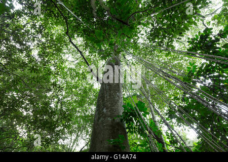 Sao Paulo, Brasile. 8 Maggio, 2016. Forest treetops, albero canopy. Fig, Figueira (Ficus insipida) un albero tropicale e radici aeree sono visti durante questo giorno nuvoloso in Cantareira parco statale (Portoghese: Parque Estadual da Cantareira) in Sao Paulo, Brasile. Credito: Andre M. Chang/ARDUOPRESS/Alamy Live News Foto Stock