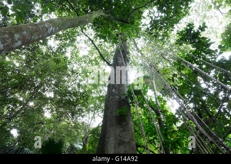 Sao Paulo, Brasile. 8 Maggio, 2016. Forest treetops, albero canopy. Fig, Figueira (Ficus insipida) un albero tropicale è visto durante questa giornata nuvolosa in Cantareira parco statale (Portoghese: Parque Estadual da Cantareira) in Sao Paulo, Brasile. Credito: Andre M. Chang/ARDUOPRESS/Alamy Live News Foto Stock