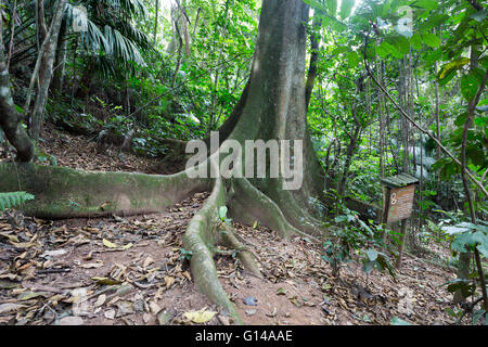 Sao Paulo, Brasile. 8 Maggio, 2016. Fig, Figueira (Ficus insipida) un albero tropicale, radici di base dettaglio, è visto durante questa giornata nuvolosa in Cantareira parco statale (Portoghese: Parque Estadual da Cantareira) in Sao Paulo, Brasile. Credito: Andre M. Chang/ARDUOPRESS/Alamy Live News Foto Stock