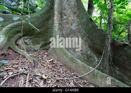 Sao Paulo, Brasile. 8 Maggio, 2016. Fig, Figueira (Ficus insipida) un albero tropicale, radici di base dettaglio, è visto durante questa giornata nuvolosa in Cantareira parco statale (Portoghese: Parque Estadual da Cantareira) in Sao Paulo, Brasile. Credito: Andre M. Chang/ARDUOPRESS/Alamy Live News Foto Stock