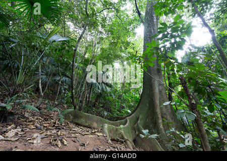 Sao Paulo, Brasile. 8 Maggio, 2016. Fig, Figueira (Ficus insipida) un albero tropicale, radici dettaglio, è visto durante questa giornata nuvolosa in Cantareira parco statale (Portoghese: Parque Estadual da Cantareira) in Sao Paulo, Brasile. Credito: Andre M. Chang/ARDUOPRESS/Alamy Live News Foto Stock