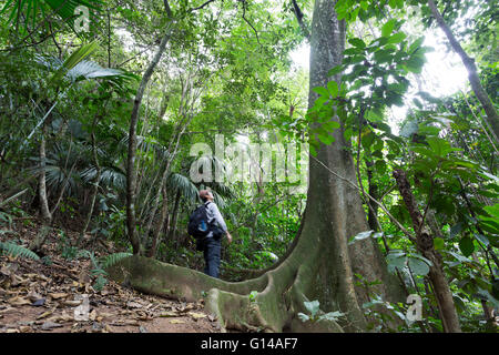 Sao Paulo, Brasile. 8 Maggio, 2016. Uomo che guarda un grande Ficus insipida, è visto durante questa giornata nuvolosa in Cantareira parco statale (Portoghese: Parque Estadual da Cantareira) in Sao Paulo, Brasile. Credito: Andre M. Chang/ARDUOPRESS/Alamy Live News Foto Stock