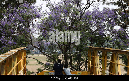 Kathmandu, Nepal. 08 Maggio, 2016. Chat persone vicino al fiore fiori di Jacaranda sul lato della strada della capitale Kathmandu accogliente stagione primavera nel paese. © Archana Shrestha che Pacifico/press/Alamy Live News Foto Stock