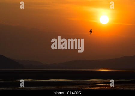 Dyfi Valley, il Galles Centrale, lunedì 09 maggio 2016 UK meteo: Sunrise oltre il Dyfi estuario e valle sul bordo meridionale del Parco Nazionale di Snowdonia nel Galles centrale UK. Il meteo di oggi è prevista per essere cloudier dello scambiatore di calore e rispetto per tutto il weekend con focolai di pioggia, anche se a nord ovest del Galles e della Scozia potrebbe ancora vedere le temperature nei metà di anni 20 centigradi Credito: keith morris/Alamy Live News Foto Stock